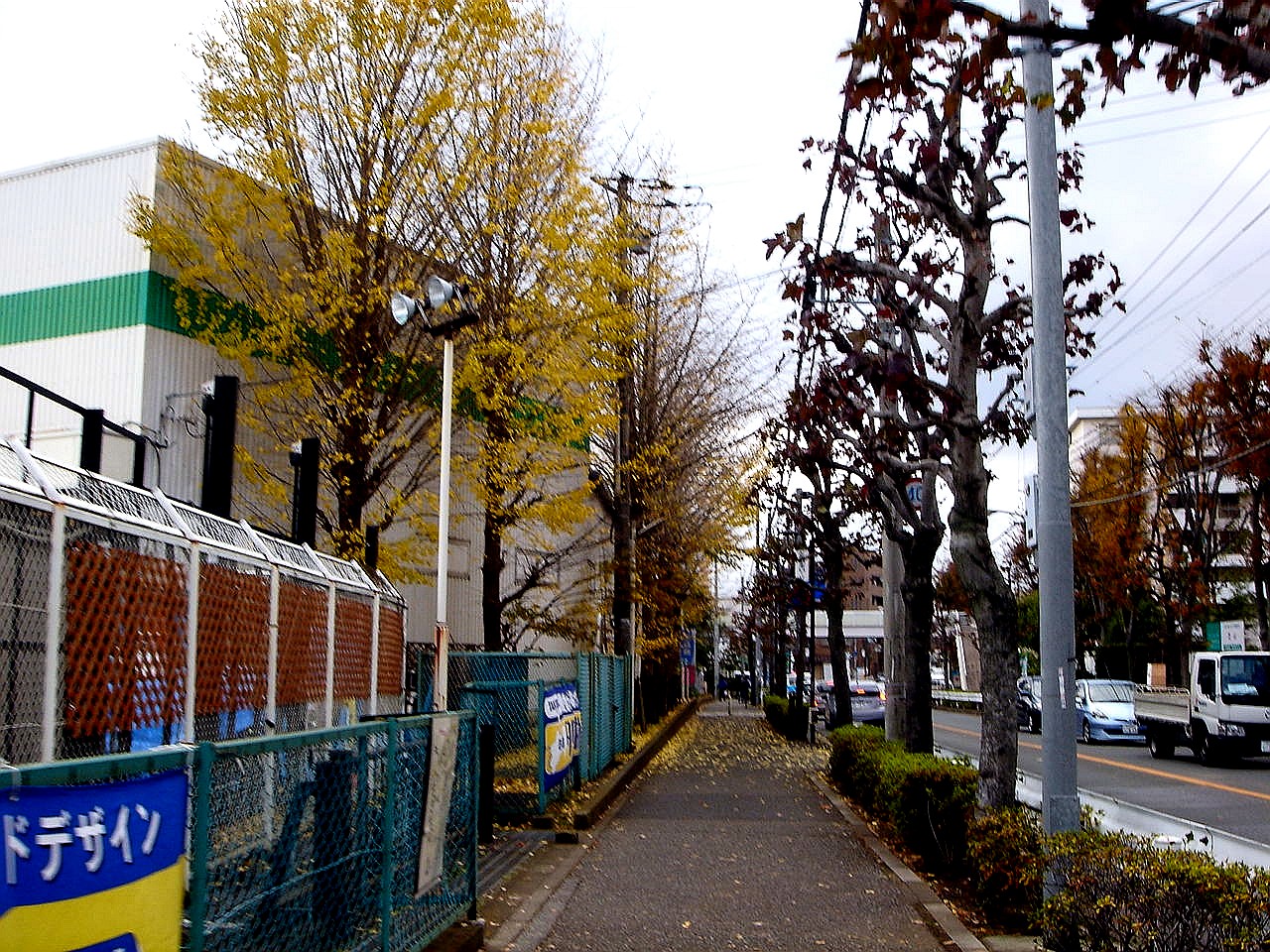 秋の風12 船橋市芝山ビバホーム船橋店脇のイチョウ 57 ビビット13 12