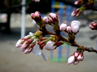 20130320_船橋市若松3_若松公園_桜_1148_DSC05967