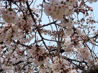 20130324_船橋市夏見5_船橋市立八栄小学校_桜_1456_DSC07997T