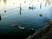 20120314_東京都台東区上野公園5_桜_花見_1649_DSC08250