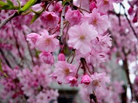 20130330_船橋市夏見1_焼肉やまと_桜_1304_DSC08979