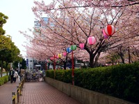20130317_千葉市美浜区高洲3_マリンピア_桜_1321_DSC05200