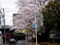 20130330_船橋市本町7_天沼弁天池公園_桜_1254_DSC08895