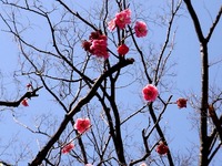 20130309_船橋市本町7_天沼弁天池公園_ウメ_梅_1246_DSC02804T