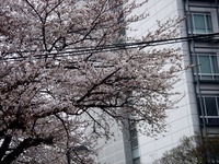 20130324_習志野市津田沼2_千葉工業大学_桜_1206_DSC07810