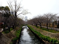 20130320_船橋市_海老川_サクラ_露店_桜_1239_DSC06275