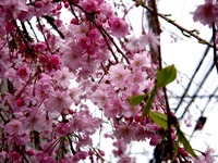 20130330_船橋市夏見1_焼肉やまと_桜_1304_DSC08975