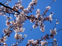 20120408_船橋市_海老川ジョギングロード_サクラ_0920_DSC08034