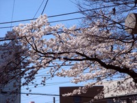 20120408_船橋市宮本5_船橋大神宮_意富比神社_桜_1015_DSC08274