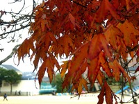 20121201船橋市芝山_船橋市立芝山東小学校_紅葉_1150_DSC04366