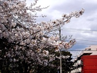 20120407_船橋市浜町2_三井ガーデンホテル_サクラ_桜_1314_DSC00315