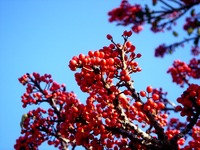 20121208_船橋市東船橋7_浜竹公園_ピラカンサス_0957_DSC05295