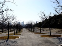 20130317_習志野市芝園1_パナソニックさくら広場_桜_0859_DSC04637