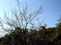 20130317_習志野市芝園1_パナソニックさくら広場_桜_0859_DSC04634