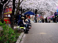 20130330_船橋市_海老川ジョギングロード_桜_1327_DSC09119