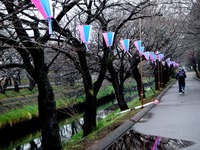 20120324_船橋市_海老川_サクラ_桜_1223_DSC00060