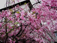 20130330_船橋市夏見1_焼肉やまと_桜_1303_DSC08970