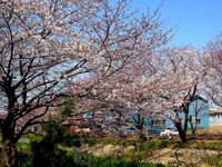 20120408_船橋市_海老川ジョギングロード_サクラ_0932_DSC08076