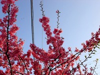 20130309_船橋市本町6_海老川_桜_オカメサクラ_1605_DSC03161