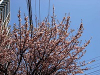 20130309_船橋市若松3_船橋市青少年会館_桜_1129_DSC02421