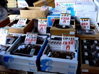 20120303_船橋市市場1_船橋中央卸売市場_ふなばし楽市_0931_DSC06368