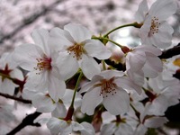 20130330_船橋市_海老川ジョギングロード_桜_1313_DSC09049