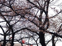 20120403_船橋市浜町2_三井ガーデンホテル_サクラ_桜_1556_DSC09265