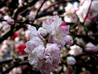 20130324_船橋市夏見2_日枝神社_源平紅白花桃_1457_DSC08005