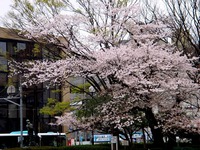 20130330_船橋市本町7_天沼弁天池公園_桜_1259_DSC08936