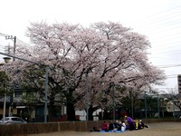 20130330_船橋市本町7_天沼弁天池公園_桜_1256_DSC08913