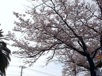 20120413_船橋市浜町2_ららぽーとTOKYO-BAY_桜_0750_DSC08533