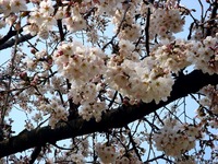 20130324_船橋市夏見5_船橋市立八栄小学校_桜_1456_DSC07995