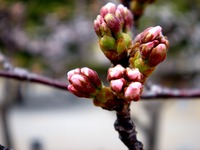 20130320_船橋市若松3_若松公園_桜_1150_DSC05988