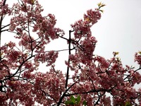 20130320_船橋市若松1_船橋競馬場_桜_1210_DSC06121