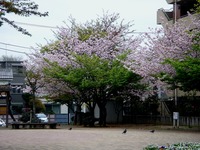 20120421_船橋市本町4_本町中央児童公園_桜_さくら_0853_DSC09286