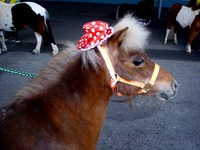 20120422_船橋市若松1_船橋競馬場_よさこい祭り_1058_DSC09559