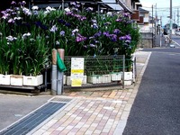 20130608_船橋市上山町1_花菖蒲_ハナショウブ_1031_DSC86845T