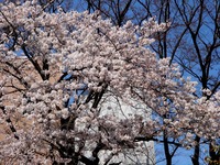 20120408_船橋市宮本5_船橋大神宮_意富比神社_桜_1015_DSC08272