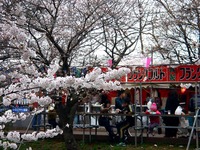 20130330_船橋市_海老川ジョギングロード_桜_1314_DSC09059