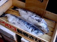 20120303_船橋市市場1_船橋中央卸売市場_ふなばし楽市_0933_DSC06372