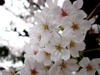 20130330_船橋市本町7_天沼弁天池公園_桜_1255_DSC08904