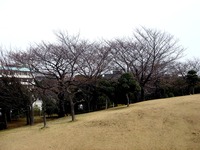 20130320_船橋市若松3_若松公園_桜_1149_DSC05975