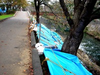 20131103_船橋市海老川_堤防_崩れ_台風第26号_1503_DSC07556