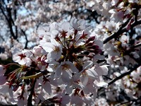 20120408_船橋市_海老川ジョギングロード_サクラ_0919_DSC08030