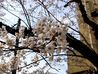 20130324_船橋市夏見2_船橋市立船橋中学校_桜_1503_DSC08057