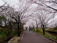 20130330_船橋市_海老川ジョギングロード_桜_1308_DSC09019