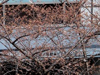 20130318_東京都品川区大崎1_桜_染井吉野_0849_DSC05820T