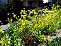 20120407_千葉市美浜区真砂4_菜の花_アブラナ_黄色_1145_DSC00029