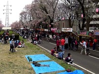 20150404_松戸市六高台の桜通り_六実桜まつり_1237_MAH00306040