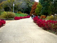 20151122_船橋市金堀町_ふなばしアンデルセン公園_1238_DSC08859